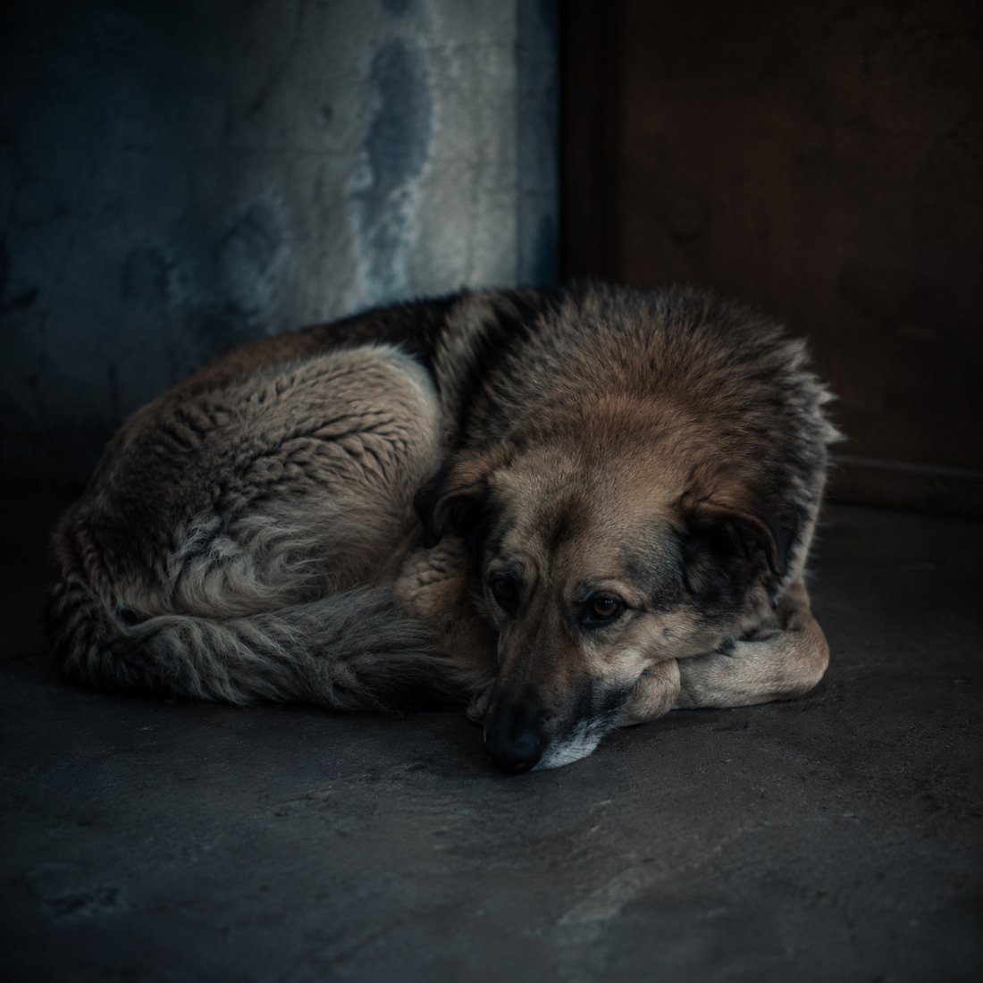 Cão abatido e encolhido, sinais de desequilíbrio