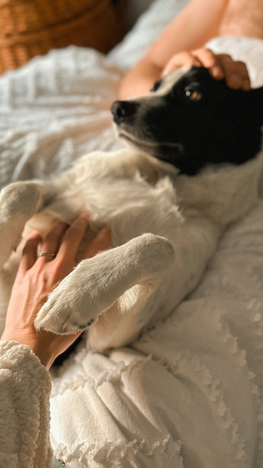 Mãos acolhendo a patinha de um cão que descansa na cama, num gesto de amor e cuidado silencioso
