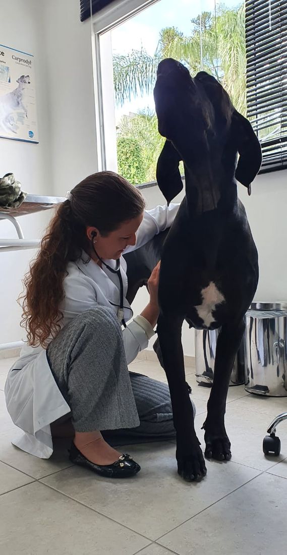 Dra. Maria Angélica ajoelhada examinando um cão de grande porte com estetoscópio